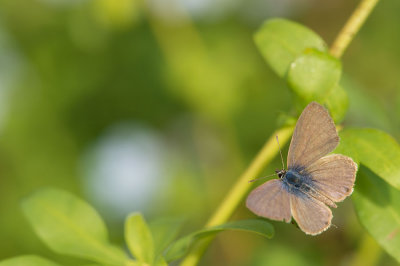 D4S_0718F klein tijgerblauwtje (Leptotes pirithous, Lang's Short-tailed Blue).jpg