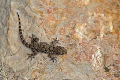 D4S_0109F muurgekko (Tarentola mauritanica, European common gecko).jpg