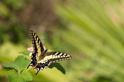 D4S_0270F koninginnenpage (Papilio machaon, Old World swallowtail).jpg