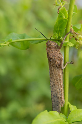 D4S_0404F sprinkhaan (Eyprepocnemis plorans, White-banded grasshopper).jpg