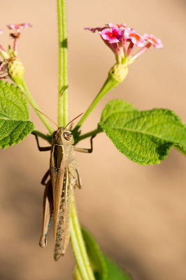 D4S_0062F sprinkhaan (Eyprepocnemis plorans, White-banded grasshopper).jpg