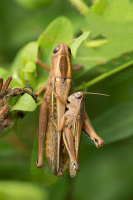 D4S_0170F sprinkhaan (Eyprepocnemis plorans, White-banded grasshopper).jpg