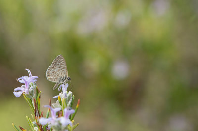 D4S_0595F klein tijgerblauwtje (Leptotes pirithous, Lang's Short-tailed Blue).jpg