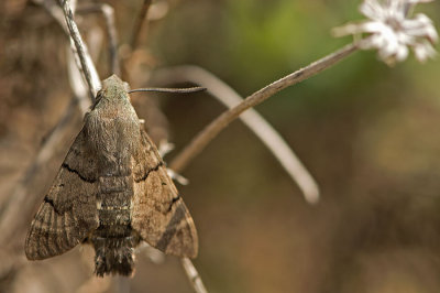 D4S_0737F kolibrievlinder (Macroglossum stellatarum, Hummingbird Hawk-moth).jpg