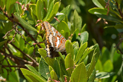 D4S_0081F Jasiusvlinder of Pasja (Charaxes jasius, Two-tailed Pasha or Foxy Emperor).jpg