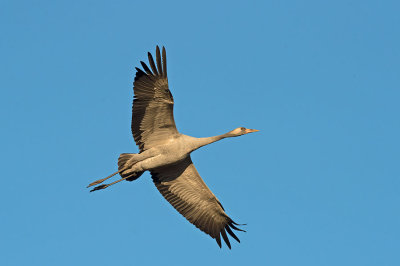 D4S_3629F kraanvogel (Grus grus, Common crane).jpg