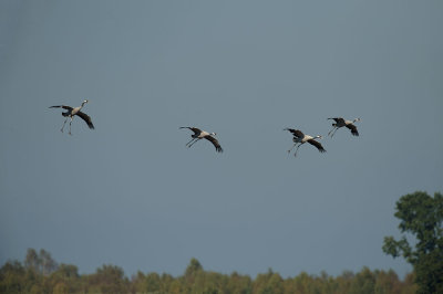 D4S_3422F kraanvogel (Grus grus, Common crane).jpg
