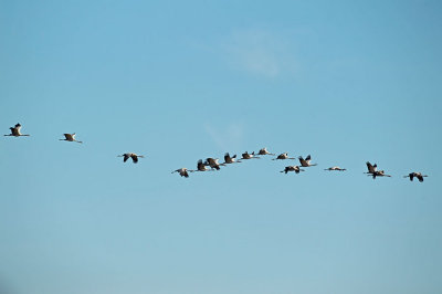 D4S_3048F kraanvogel (Grus grus, Common crane).jpg