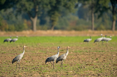 D4S_3181F kraanvogel (Grus grus, Common crane).jpg