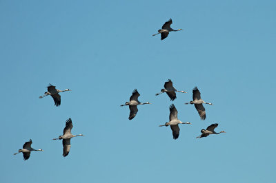 D4S_3473F kraanvogel (Grus grus, Common crane).jpg
