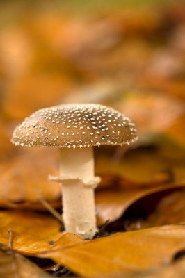 D4S_5010F panteramaniet (Amanita pantherina, Panther cap).jpg