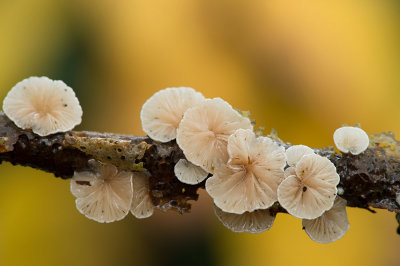 D4S_6293F wit oorzwammetje (Crepidotus variabilis).jpg