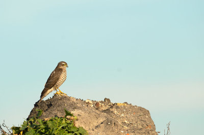 D4S_7304F sperwer (Accipiter nisus, Eurasian Sparrowhawk).jpg