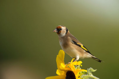 D4S_2224F putter vr. (Carduelis carduelis, European Goldfinch).jpg