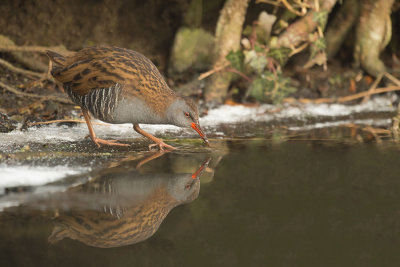 D4S_9237F waterral (Rallus aquaticus, Water rail).jpg