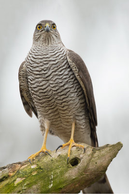 Fotohut Alblasserwaard