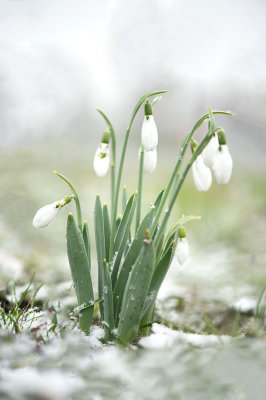 D4S_1540F gewoon sneeuwklokje (Galanthus nivalis, Snowdrop or Common snowdrop).jpg