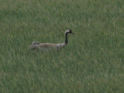 DSC01704F kraanvogel (Grus grus, Common crane).jpg