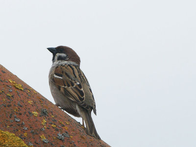 DSC01641F ringmus (Passer montanus, Tree Sparrow).jpg