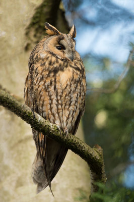 Ransuil (Asio otus, Long-Eared Owl)