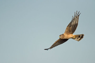 D4S_1839F blauwe kiekendief (Circus cyaneus, Hen Harrier).jpg