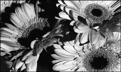 exprience-Nature-morte-699-copie.jpg