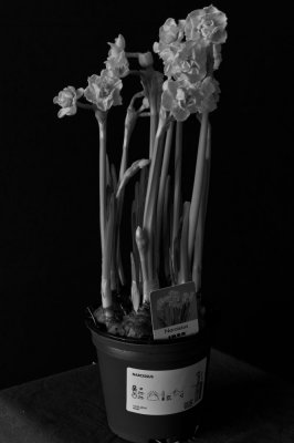 L9993315-copie.jpg