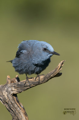 Passero solitario-Blue Rock Thrush (Monticola solitaria)