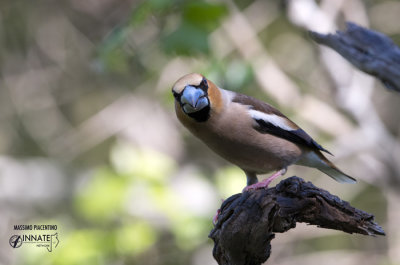 Frosone-Hawfinch (Coccothraustes coccothraustes)