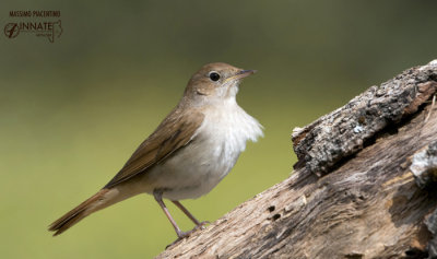 Usignolo-Nightingale (Luscinia megarhynchos)