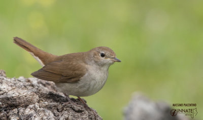 Usignolo-Nightingale (Luscinia megarhynchos)