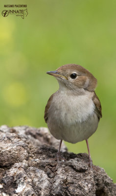 Usignolo-Nightingale (Luscinia megarhynchos)