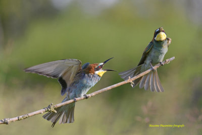 The Bee Eater of Brusaschetto, Italy