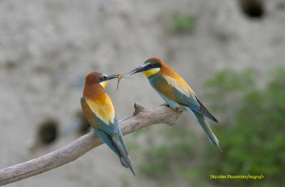 European Bee-Eater (Merops apiaster) Cava di Brusaschetto Piedmont