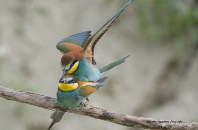 European Bee-Eater (Merops apiaster) Cava di Brusaschetto Piedmont