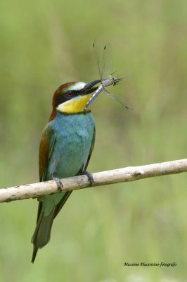 European Bee-Eater (Merops apiaster) Cava di Brusaschetto Piedmont