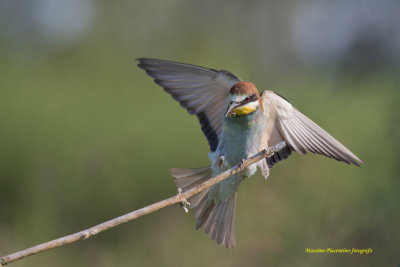 European Bee-Eater (Merops apiaster) Cava di Brusaschetto Piedmont