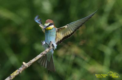 European Bee-Eater (Merops apiaster) Cava di Brusaschetto Piedmont