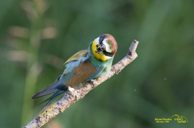 European Bee-Eater (Merops apiaster) Cava di Brusaschetto Piedmont