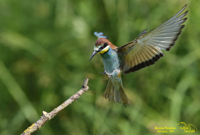 European Bee-Eater (Merops apiaster) Cava di Brusaschetto Piedmont