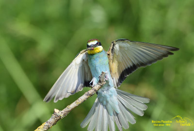 European Bee-Eater (Merops apiaster) Cava di Brusaschetto Piedmont