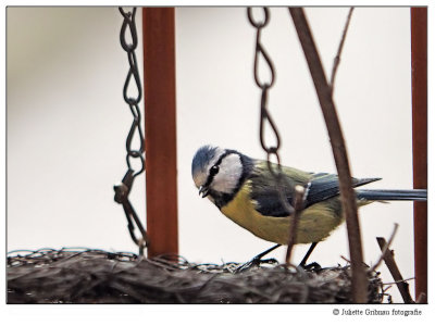 
pimpelmees (Cyanistes caeruleus)
