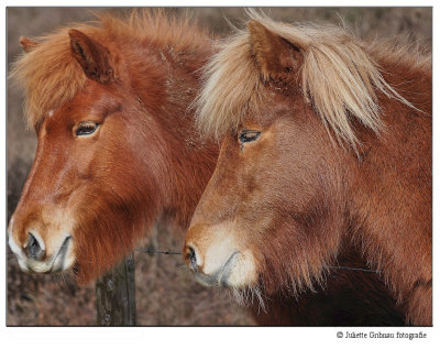 paarden_horses