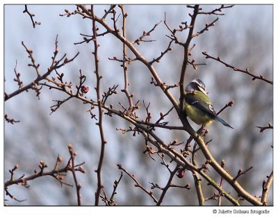 
pimpelmees (Cyanistes caeruleus)
