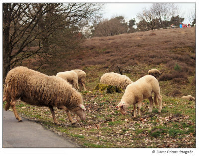 schaap ; sheep , (Ovis aries)