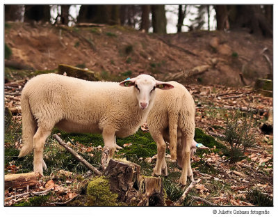 schaap ; sheep , (Ovis aries)