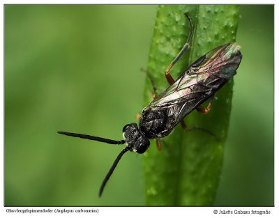 size of the critter : 1 cm