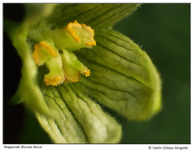 size of the flower : 1 cm