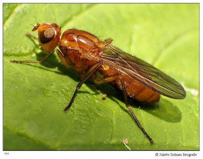size of the critter : 1,2 cm