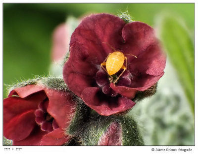 size of the flower : 1 cm